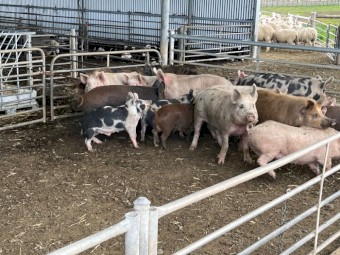 Pigs for sale