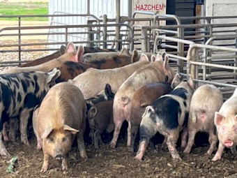 Pigs for sale