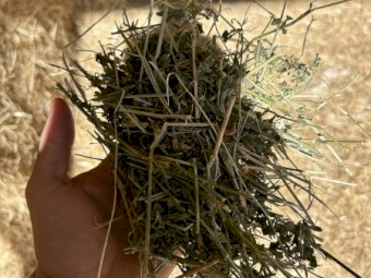 37mt Lucerne Hay 8x4x3 bales