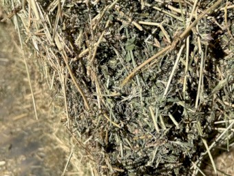 37mt Lucerne Hay 8x4x3 bales