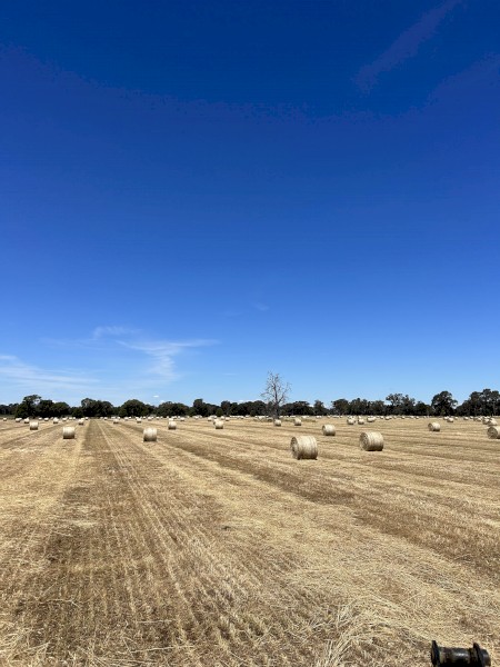 Wheaten & Rye grass round rolls 