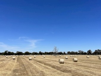 Wheaten & Rye grass round rolls 