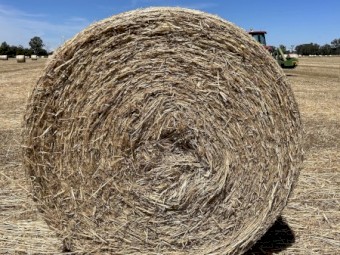 Wheaten & Rye grass round rolls 