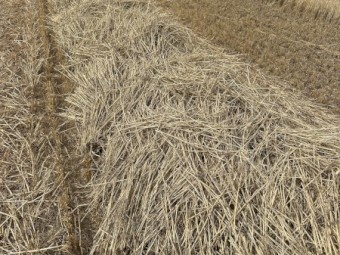 1500mt Windrowed Wheaten Straw 8x4x3 Bales