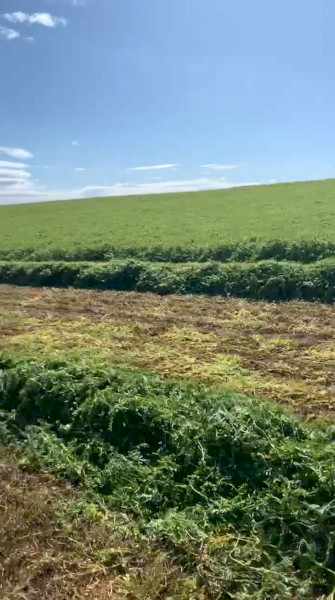 EOI New Season Vetch Hay