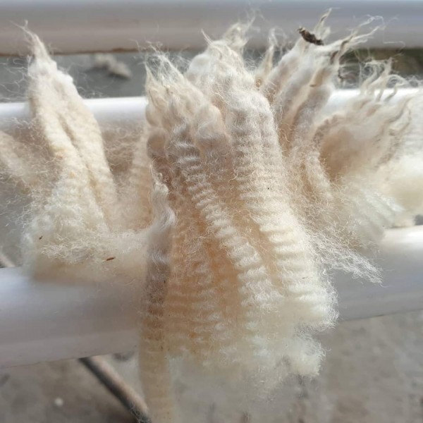 Crossbred wool