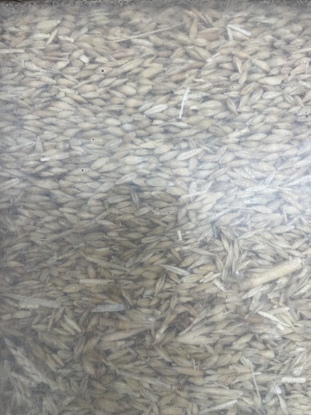 40mt Moby Barley Seed