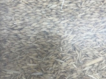 40mt Moby Barley Seed