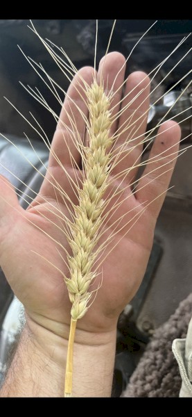 ASW WHEAT for sale
