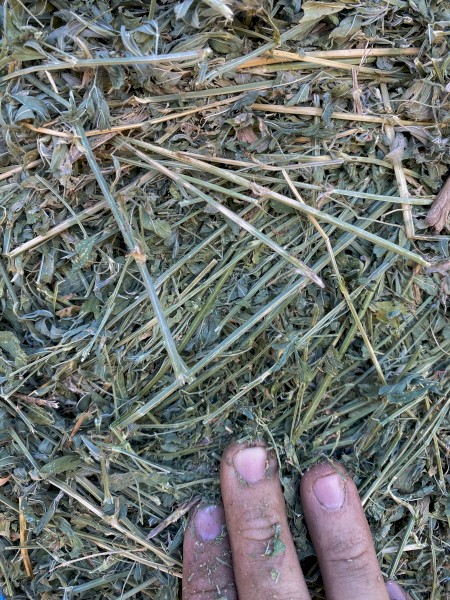 38mt Lucerne Hay 620kg 8x4x3 Bales