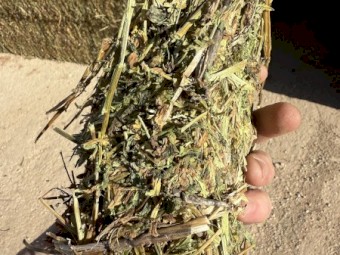 200mt Vetch Hay 650kg 8x4x3 Bales