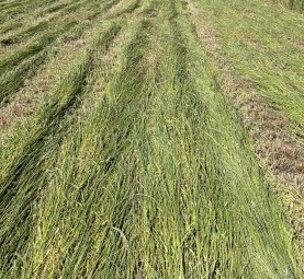 Ryegrass Hay 5x4 Round Bales