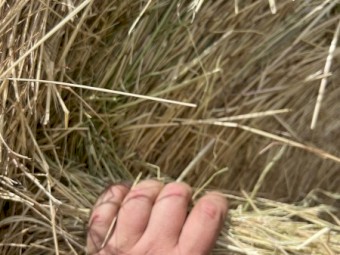 Ryegrass Hay 5x4 Round Bales