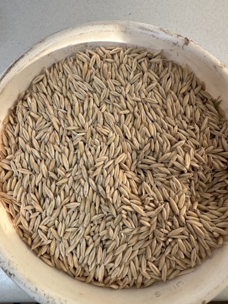 50mt Yallara Oats