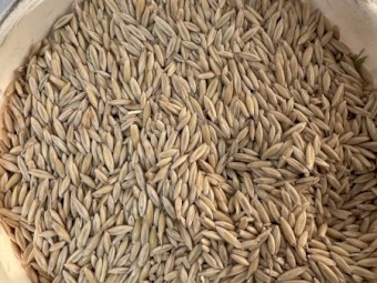 50mt Yallara Oats