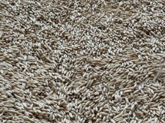50mt Yallara Oats