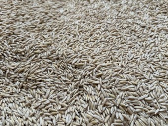 50mt Yallara Oats
