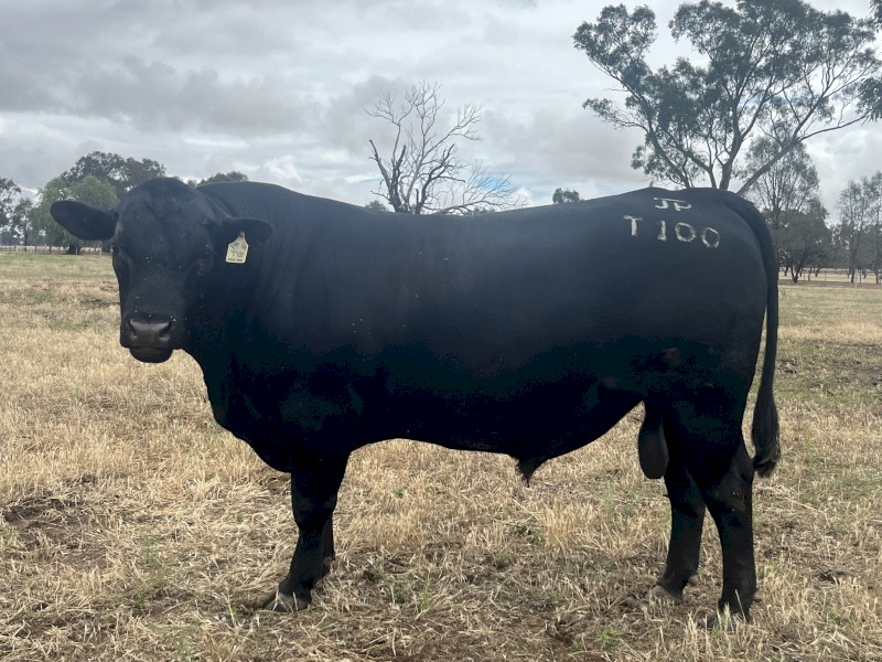 Stud Angus Bull - Heifer EBVs