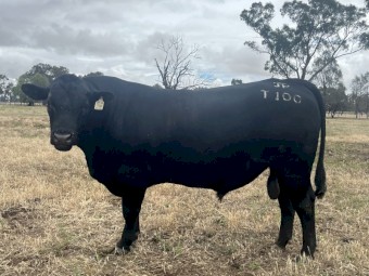 Stud Angus Bull - Heifer EBVs