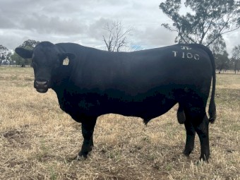 Stud Angus Bull - Heifer EBVs