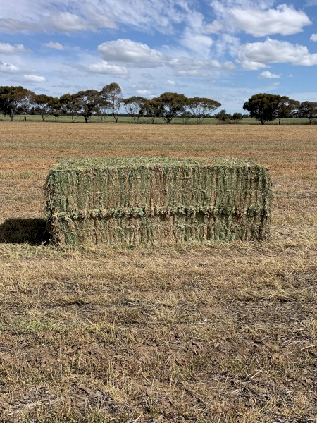 260mt Vetch Hay 700kg 8x4x3 Bales