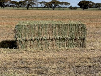 260mt Vetch Hay 700kg 8x4x3 Bales