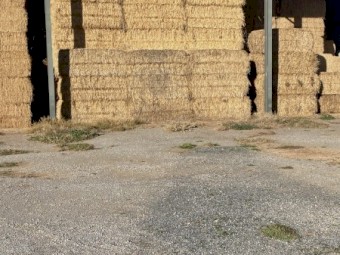 Beardless wheaten hay