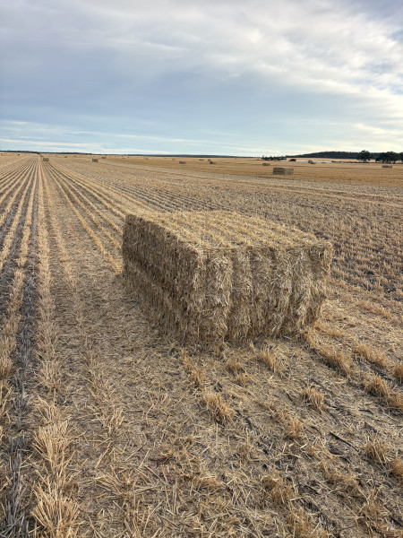 1000mt Barley Straw 8x4x3 Bales (New Season)