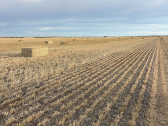 1000mt Barley Straw 8x4x3 Bales (New Season)