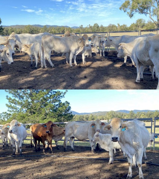 60 Cows, approx half with calves at foot the rest PTIC