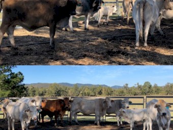 60 Cows, approx half with calves at foot the rest PTIC