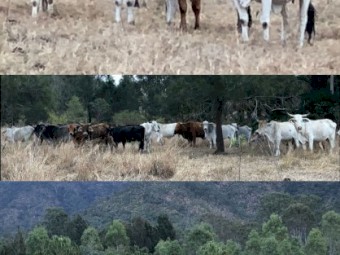 60 Cows, approx half with calves at foot the rest PTIC