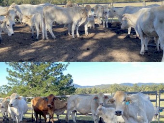 60 Cows, approx half with calves at foot the rest PTIC