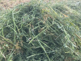 90mt Barley Vetch Hay 8x4x3 Bales