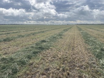 90mt Barley Vetch Hay 8x4x3 Bales