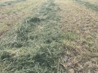 90mt Barley Vetch Hay 8x4x3 Bales