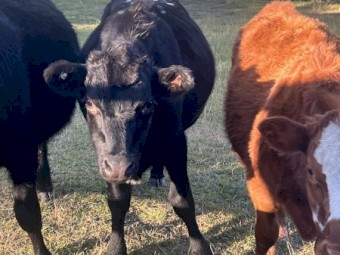 Weaner Cattle