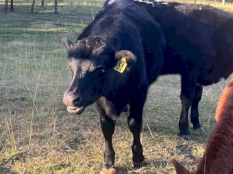 Weaner Cattle