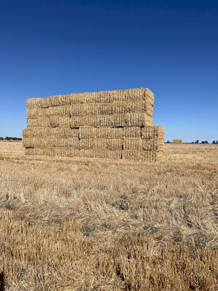 Barley straw tailings