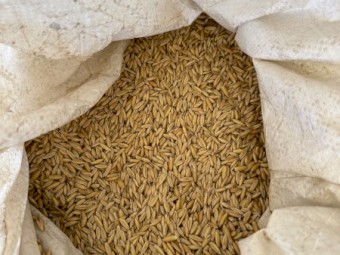 Yallara oat seed 