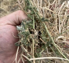 60mt Vetch Hay Round Bales