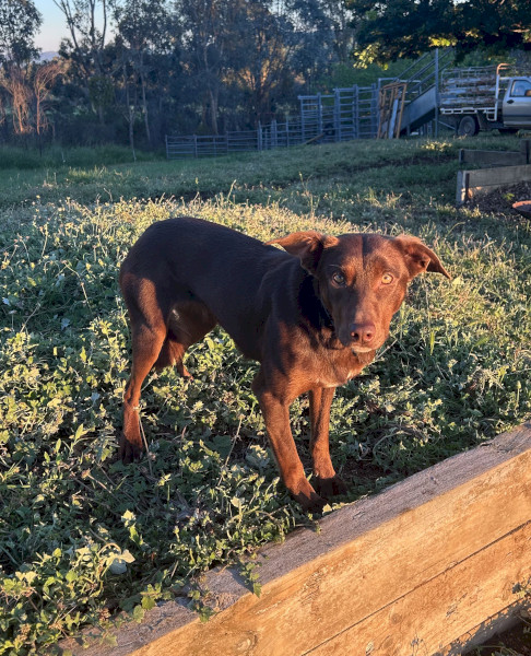 WKC Registered Kelpie