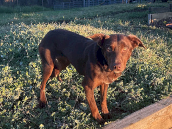WKC Registered Kelpie