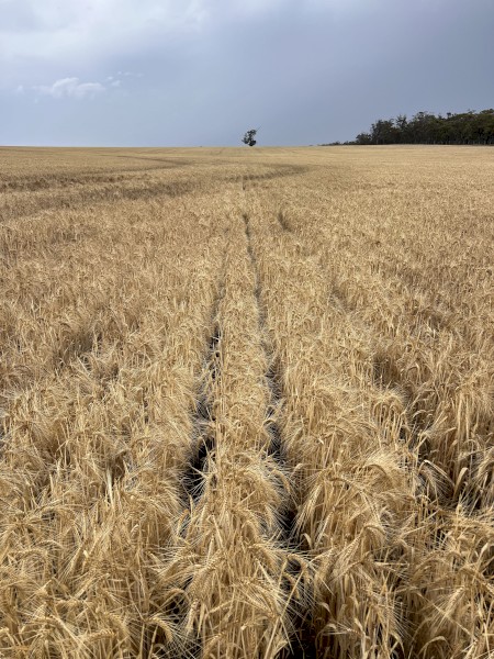500mt BAR1 Barley
