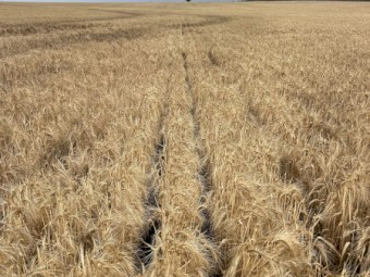 500mt BAR1 Barley