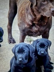 Labrador Retriever