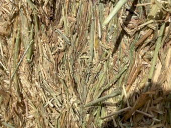 180mt Beardless Wheaten Hay 8x4x3 Bales