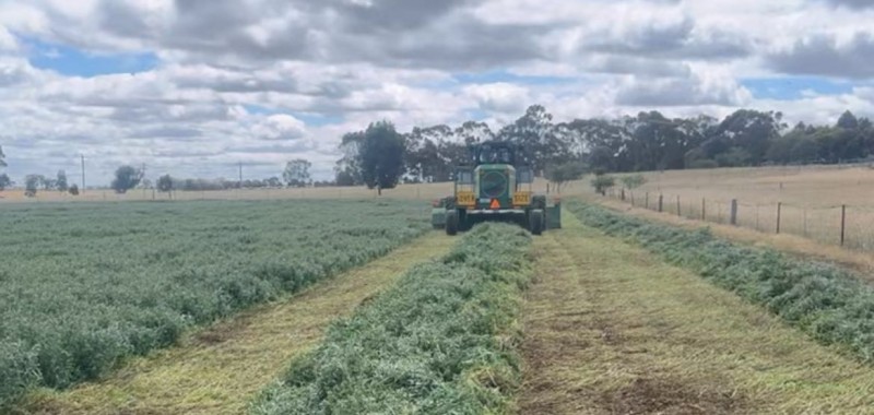 150mt A2 tested Vetch Hay HD 8x4x3 Bales