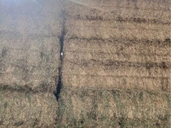 150mt A2 tested Vetch Hay HD 8x4x3 Bales
