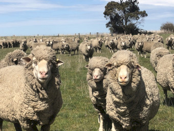 150 x Merino Ewes